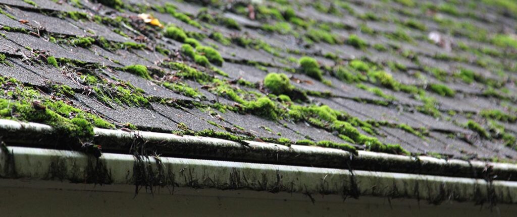 Roof Moss Removal Vancouver